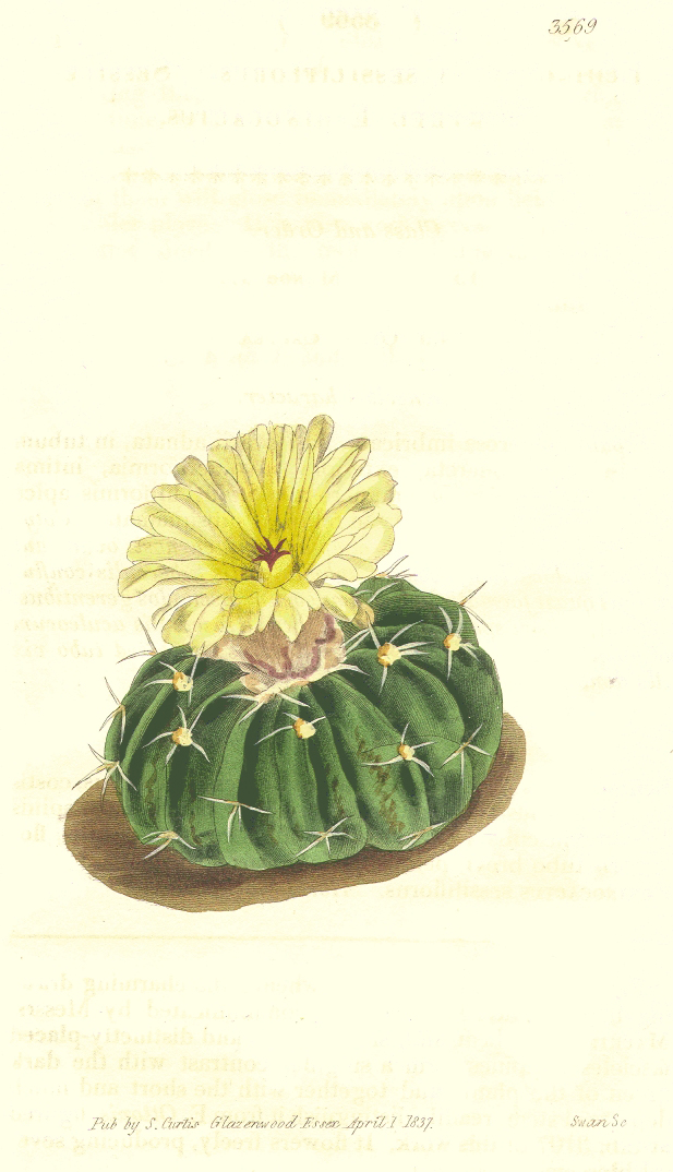 Cactaceae Echinocactus sessiliflorus