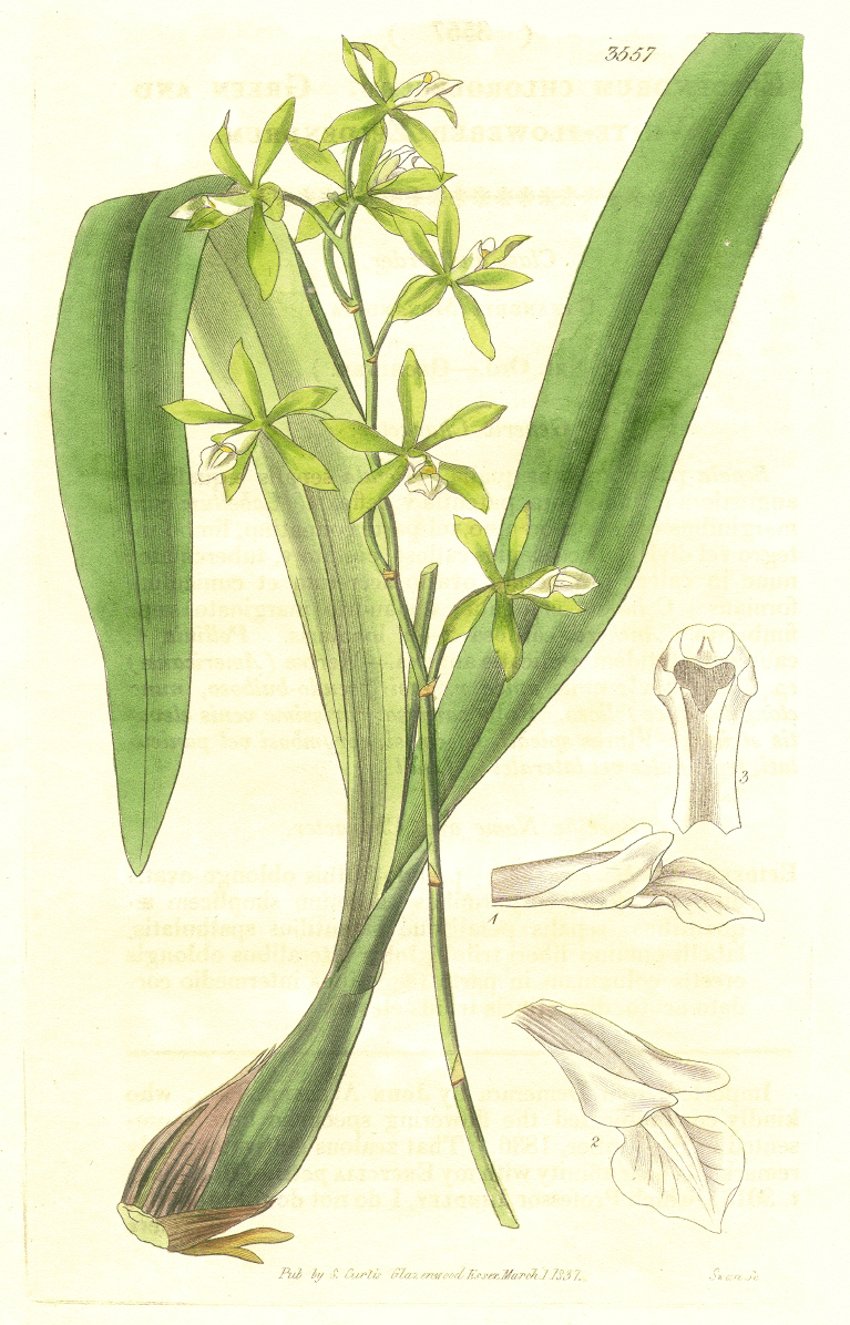 Orchidaceae Encyclia chloroleuca