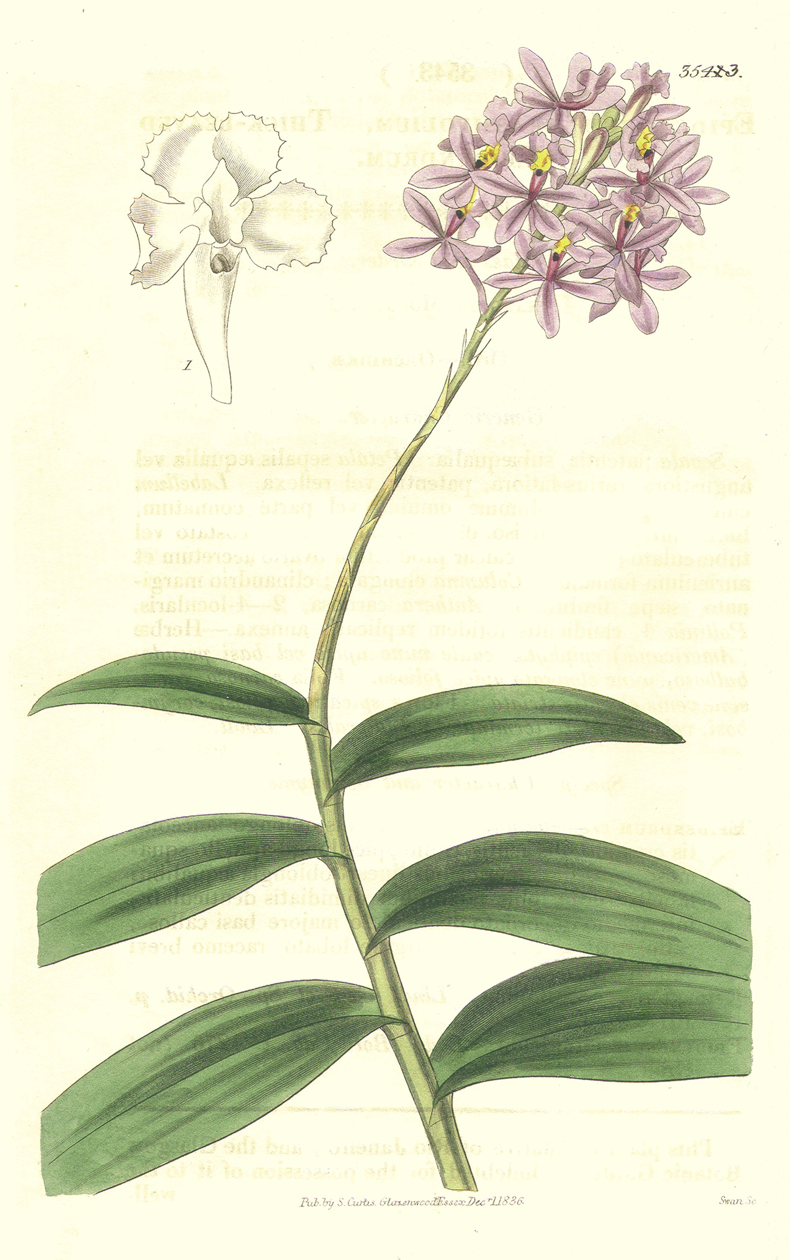 Orchidaceae Epidendrum ellipticum