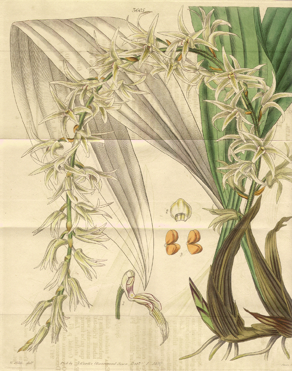 Orchidaceae Eria javanica