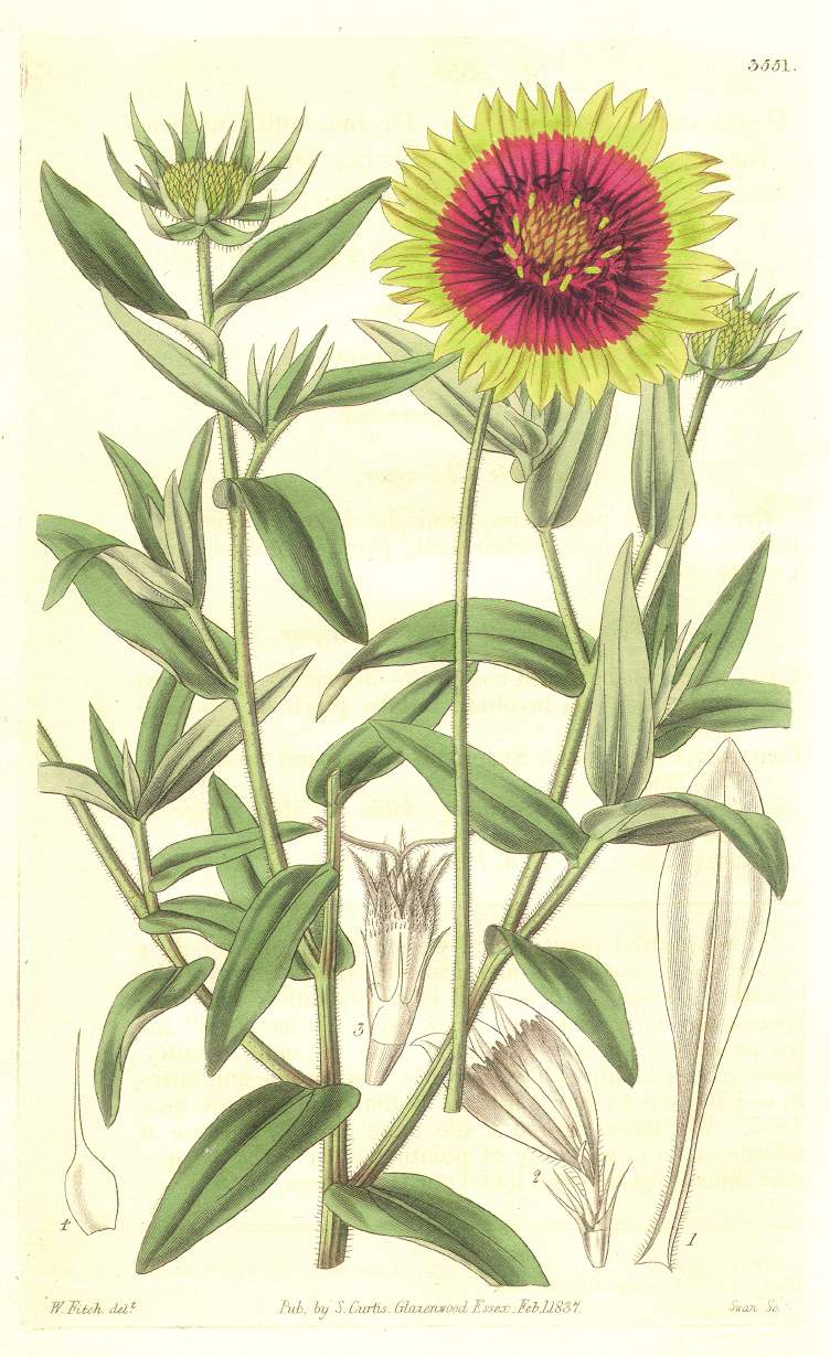 Asteraceae Gaillardia pulchella