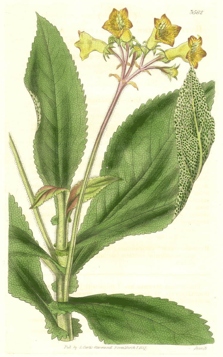 Gesneriaceae Gesneria auriculatum