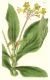 image of Gesneria auriculatum