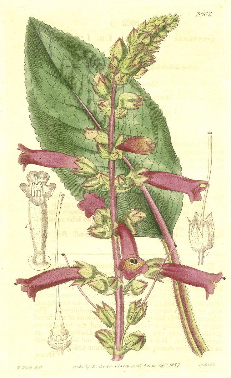 Gesneriaceae Gesneria lindleyi