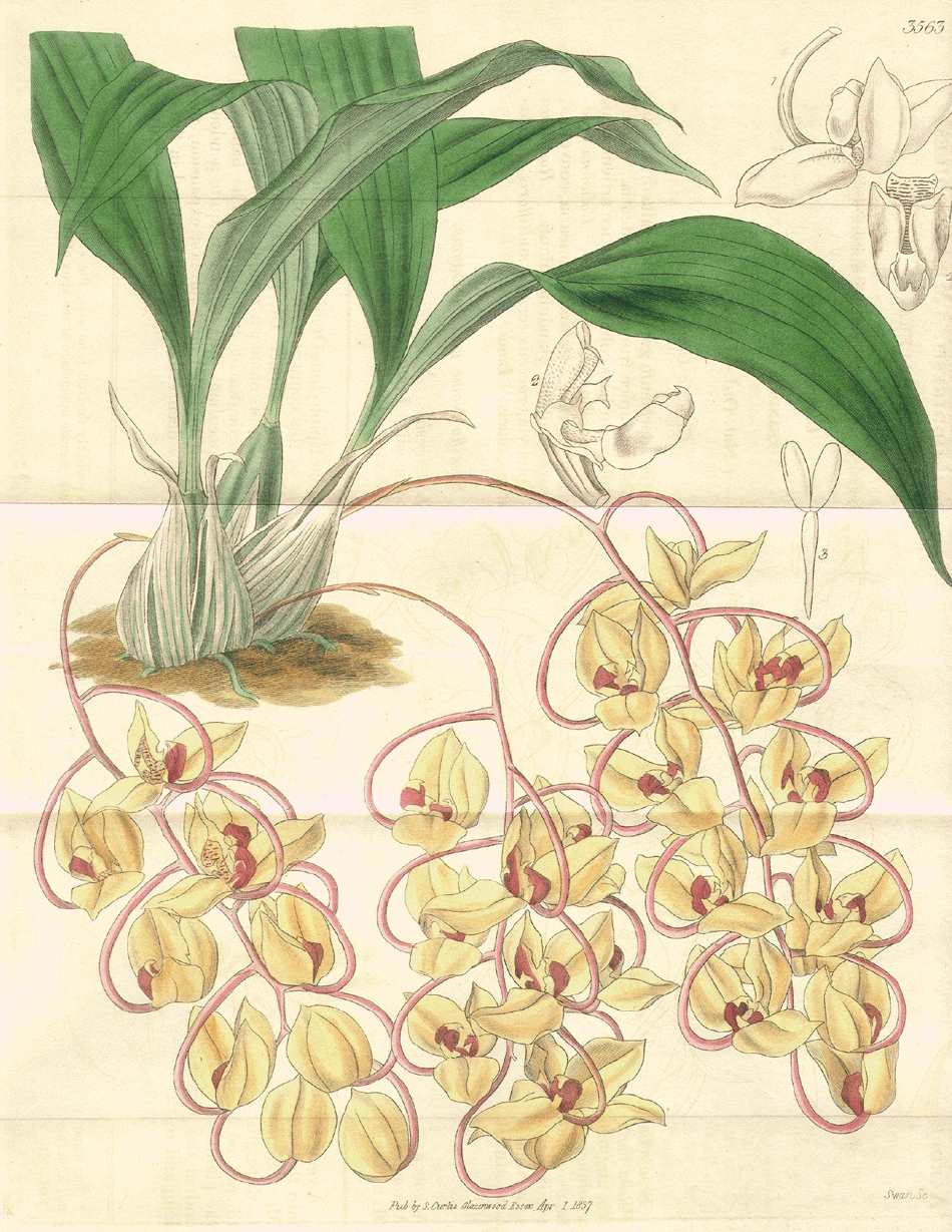Orchidaceae Gongora galeata