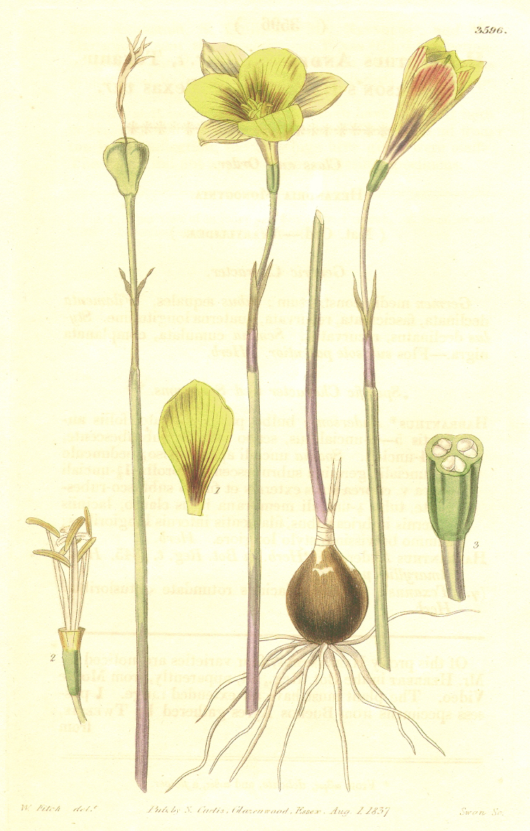 Amaryllidaceae Habranthus tubispathus