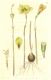 image of Habranthus tubispathus