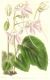 image of Impatiens scapiflora