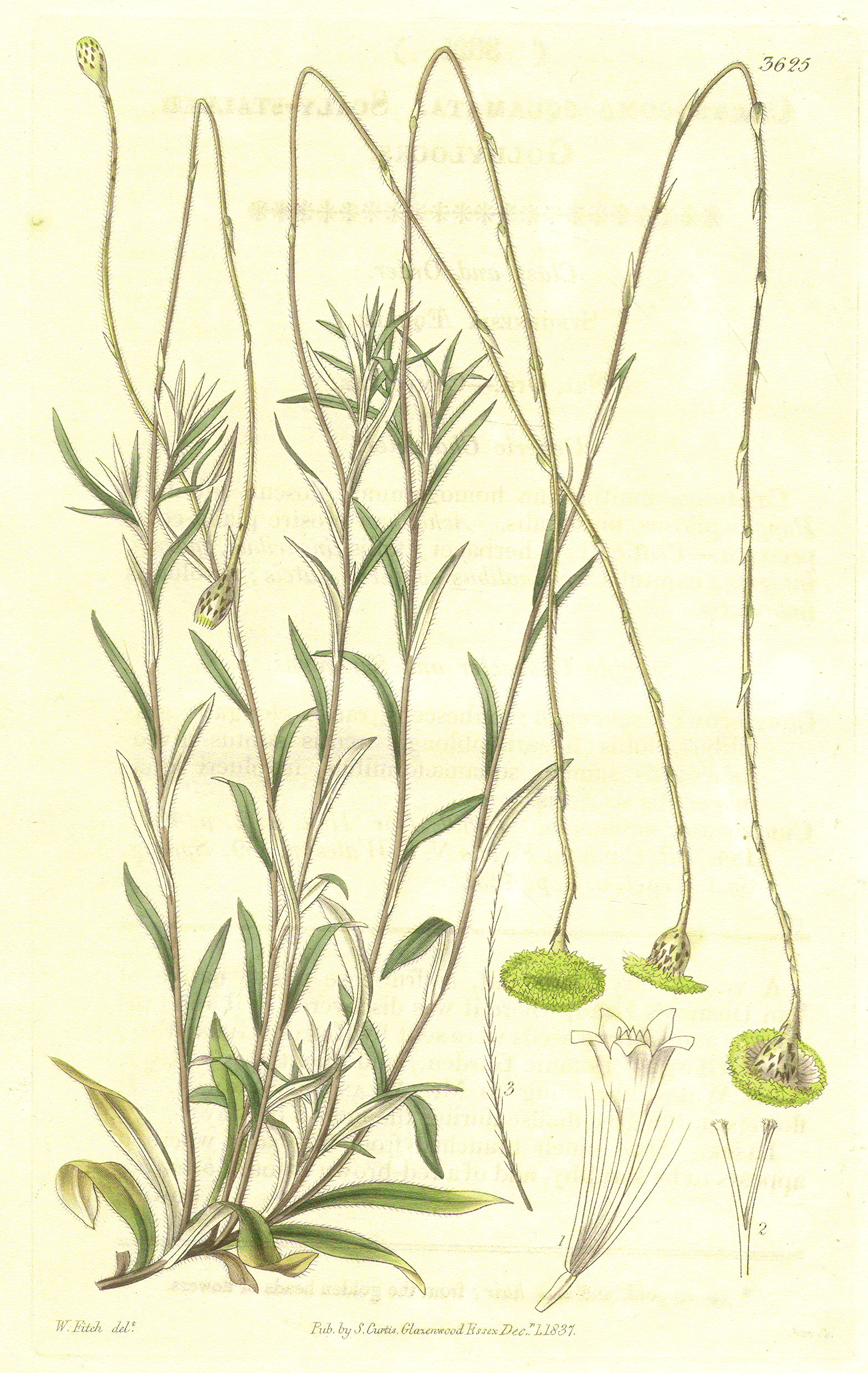 Asteraceae Leptorhynchos squamatus
