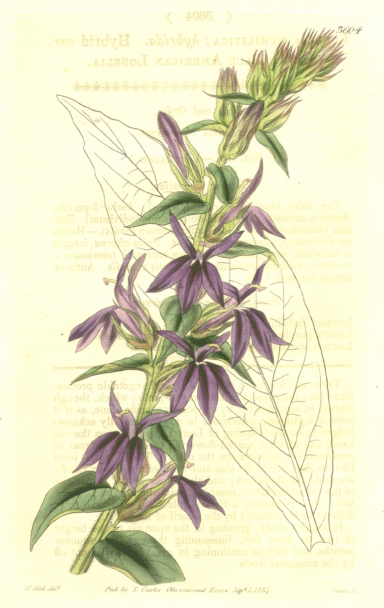 Campanulaceae Lobelia × speciosa