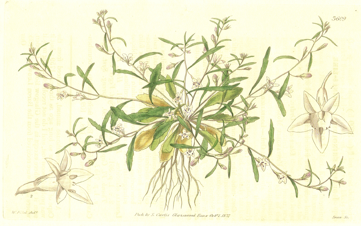 Campanulaceae Lobelia erinus