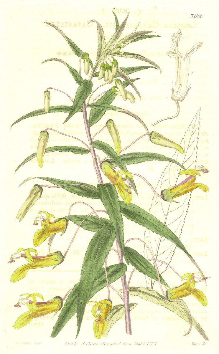 Campanulaceae Lobelia laxiflora