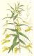 image of Lobelia laxiflora