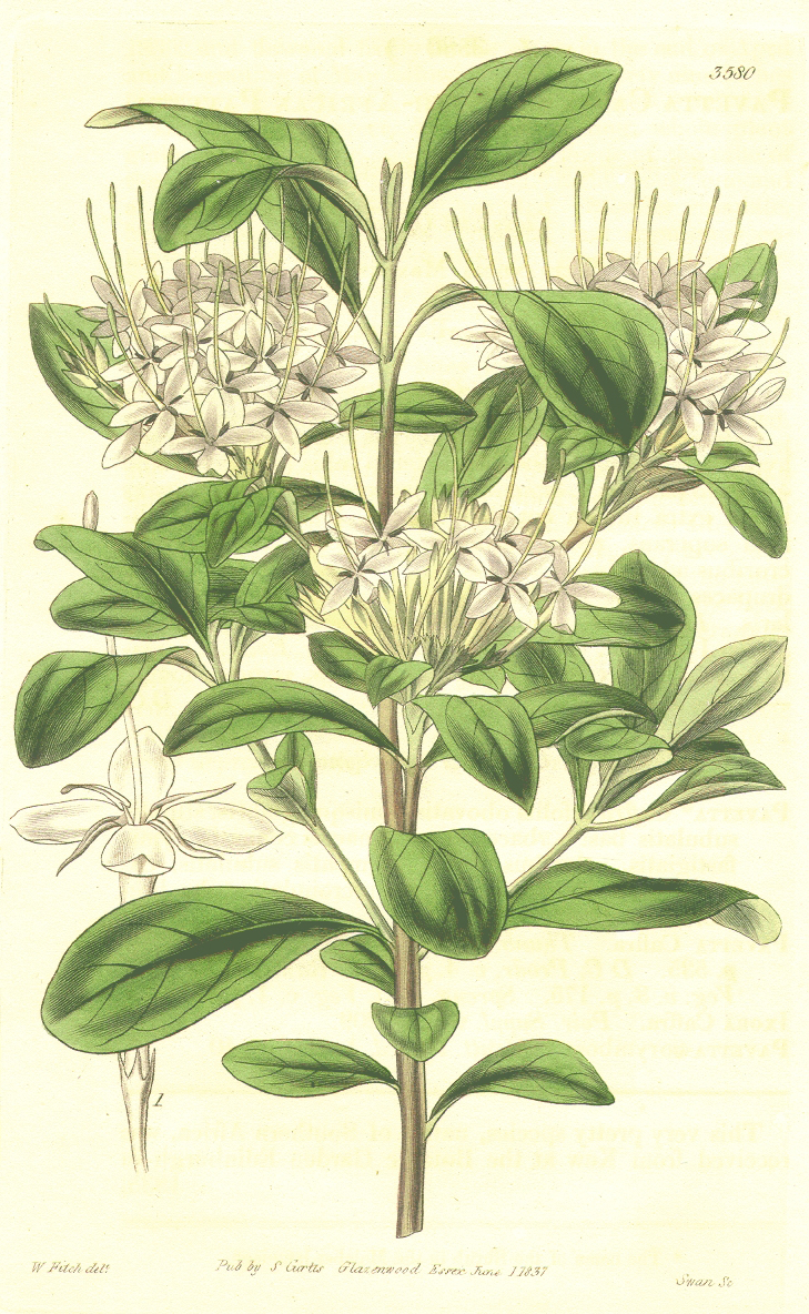 Rubiaceae Pavetta capensis