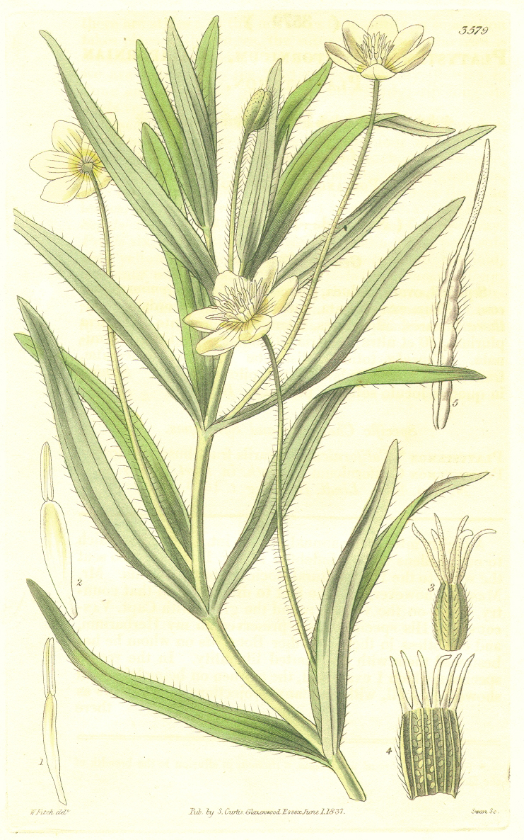 Papaveraceae Platystemon californicus