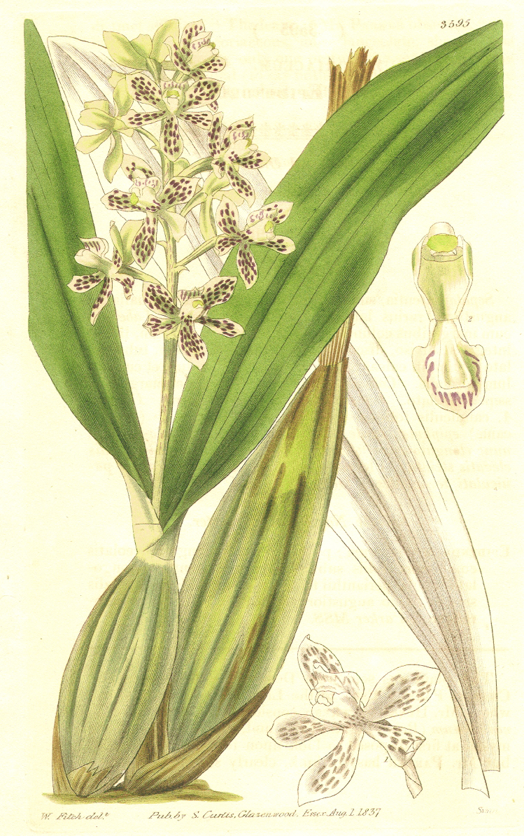 Orchidaceae Prosthechea vespa