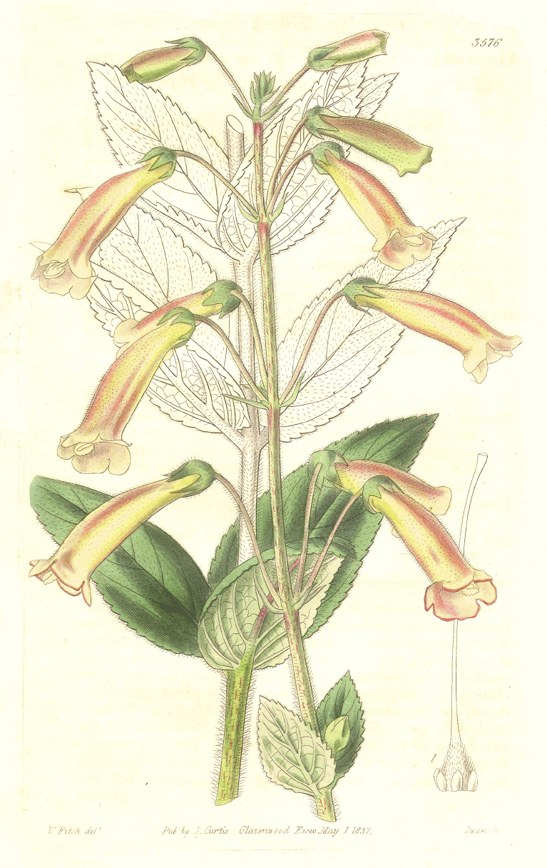 Gesneriaceae Sinningia elatior