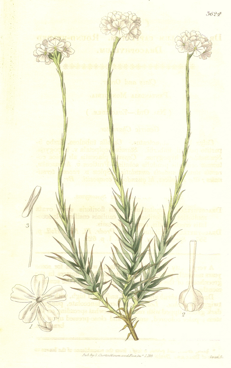 Ericaceae Sphenotoma capitatum