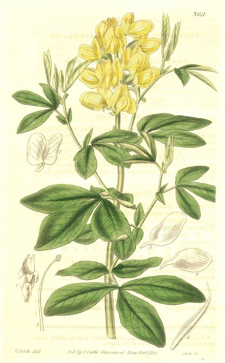 Fabaceae Thermopsis lupinoides