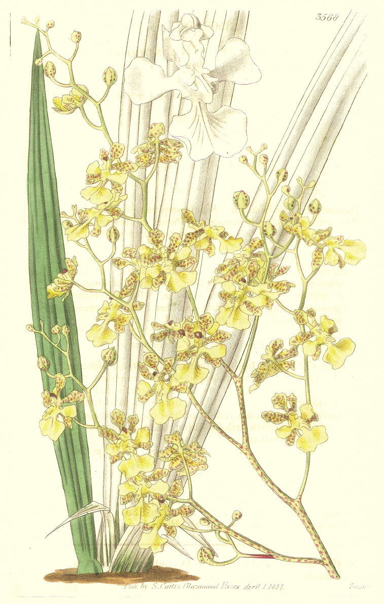 Orchidaceae Trichocentrum cebolleta