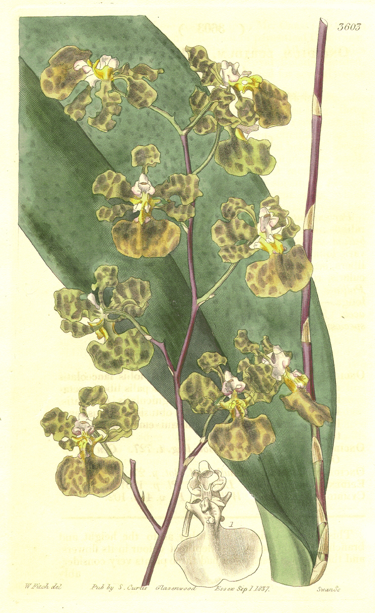 Orchidaceae Trichocentrum luridum