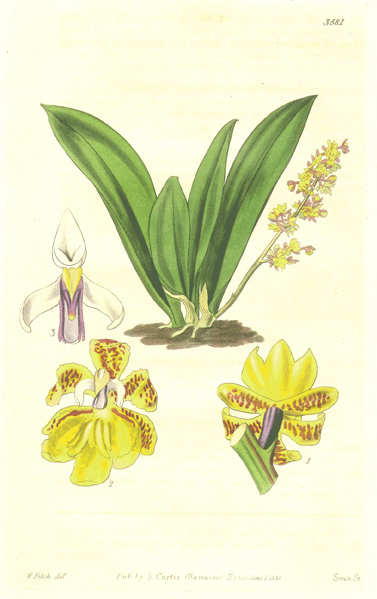 Orchidaceae Trichocentrum pumilum