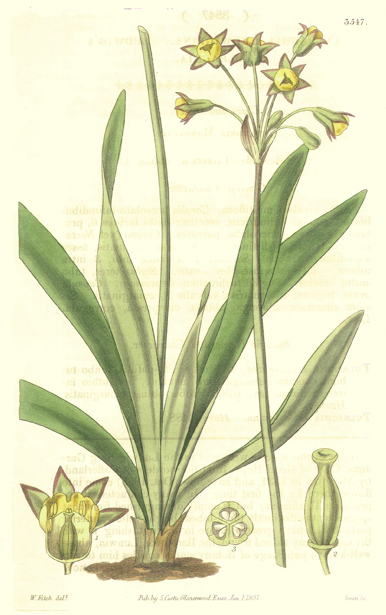 Amaryllidaceae Tulbaghia ludwigiana