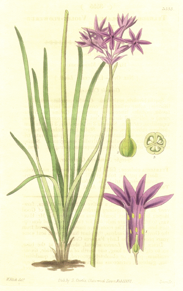Amaryllidaceae Tulbaghia violacea