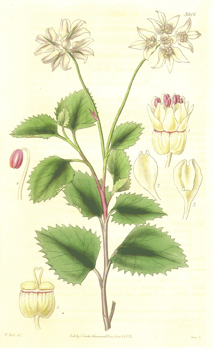 Apiaceae Xanthosia rotundifolia