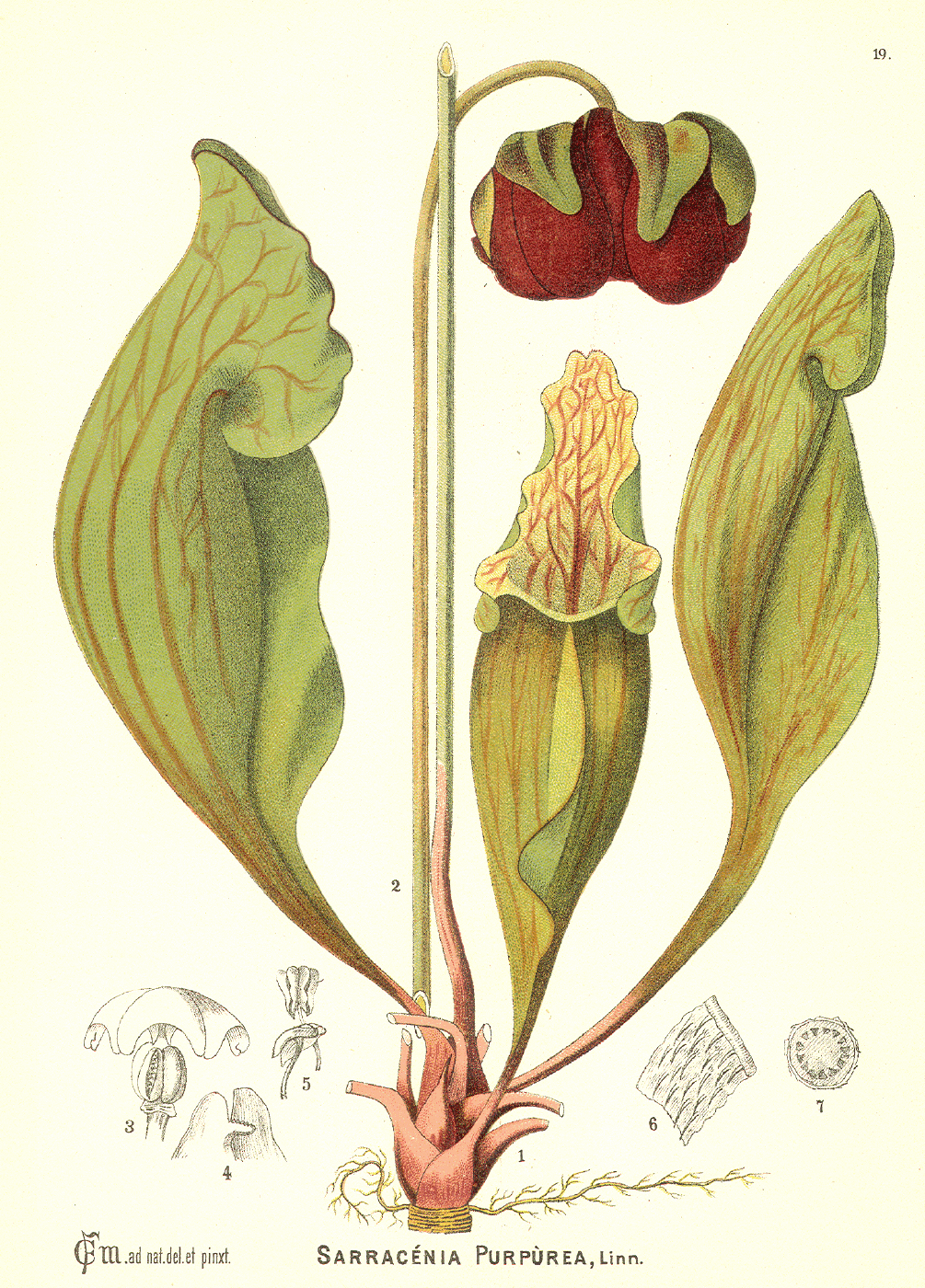 Sarraceniaceae Sarracenia purpurea