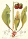 image of Sarracenia purpurea