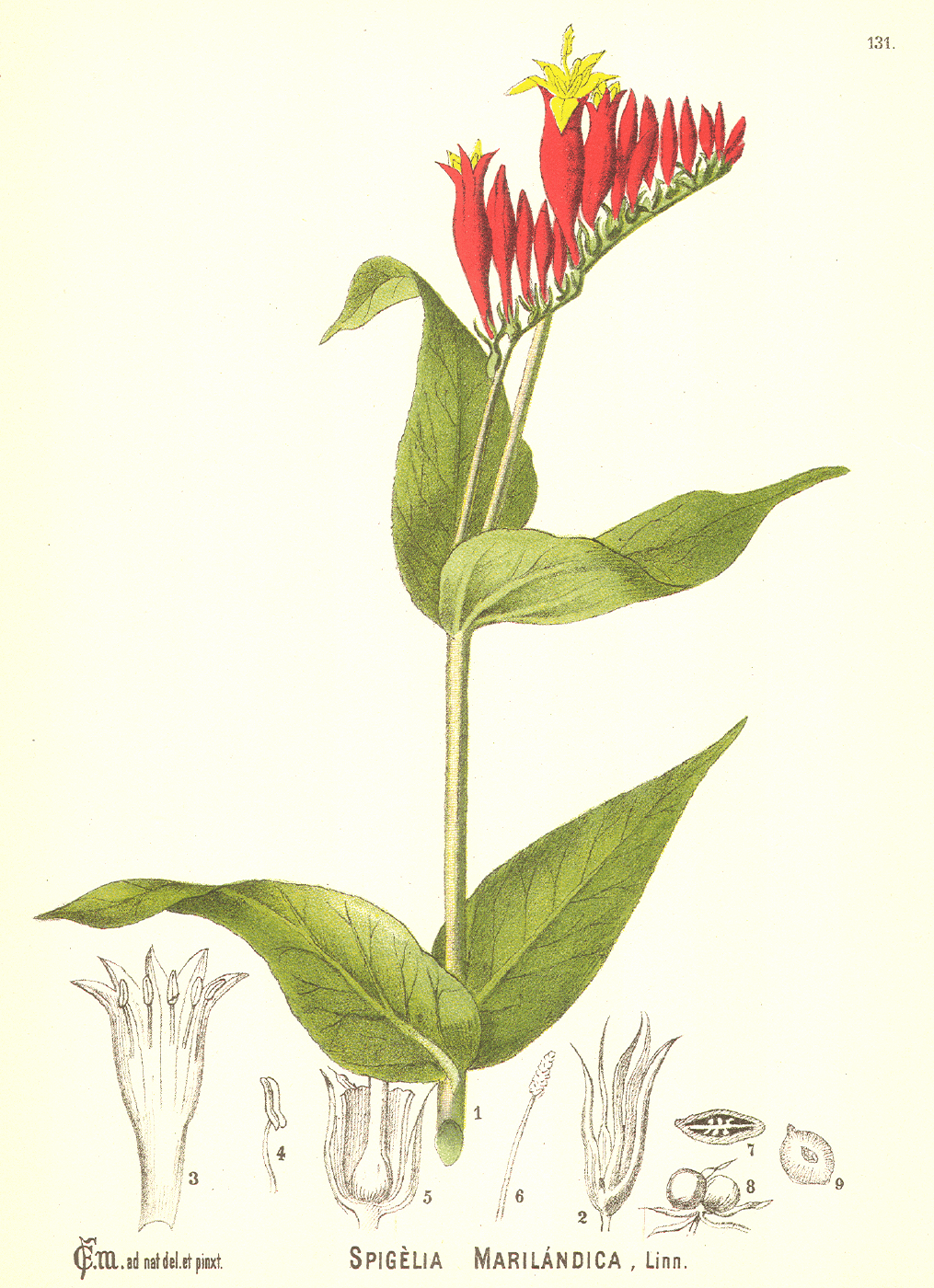 Loganiaceae Spigelia marilandica
