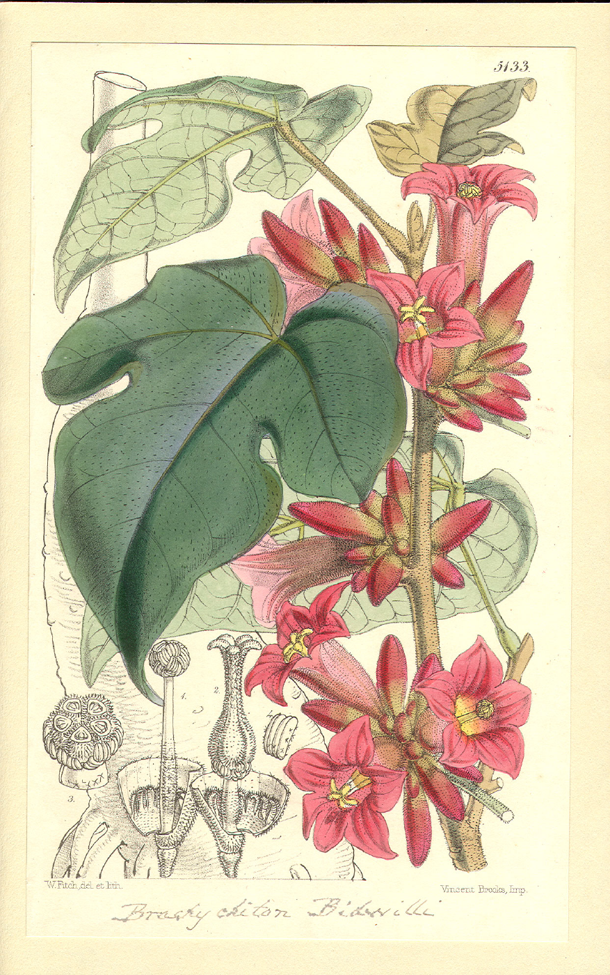Sterculiaceae Brachychiton bidwillii