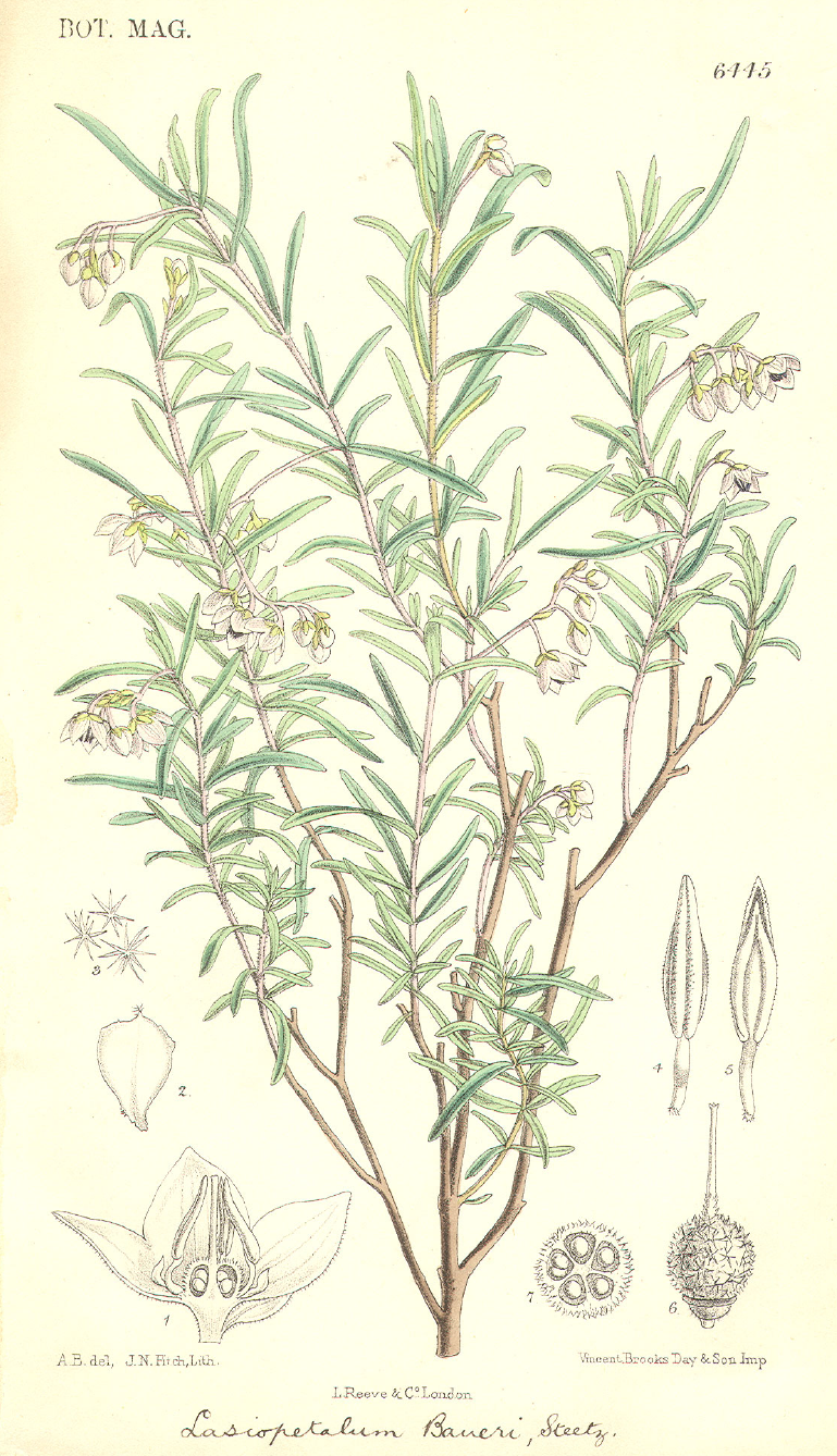 Byttneriaceae Lasiopetalum baueri