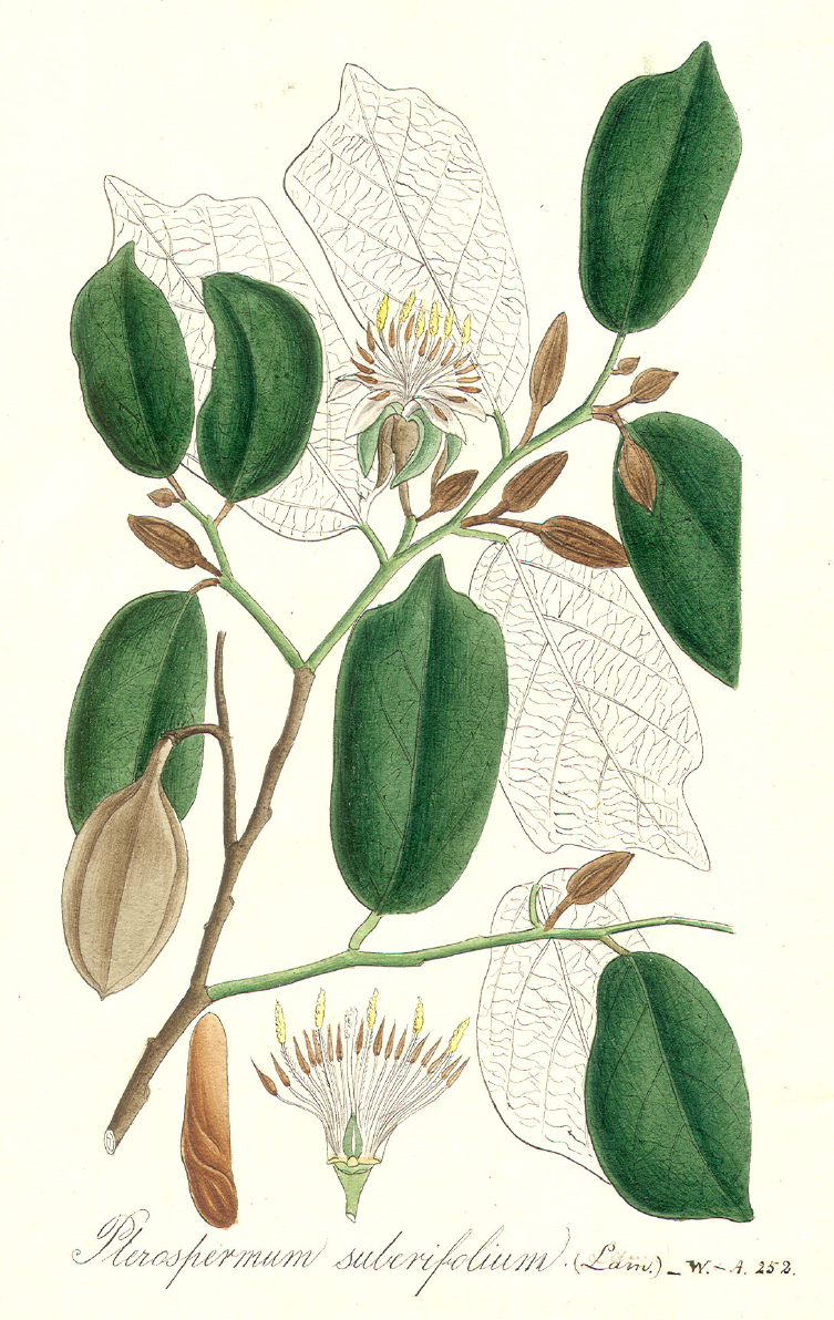 Dombeyaceae Pterospermum suberifolium