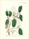 image of Pterospermum suberifolium