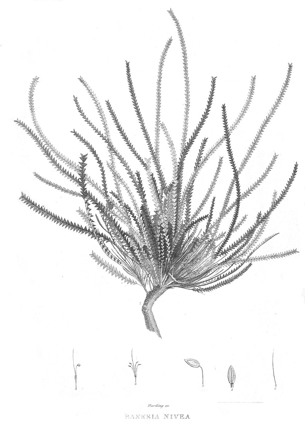Proteaceae Dryandra nivea