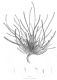 image of Dryandra nivea