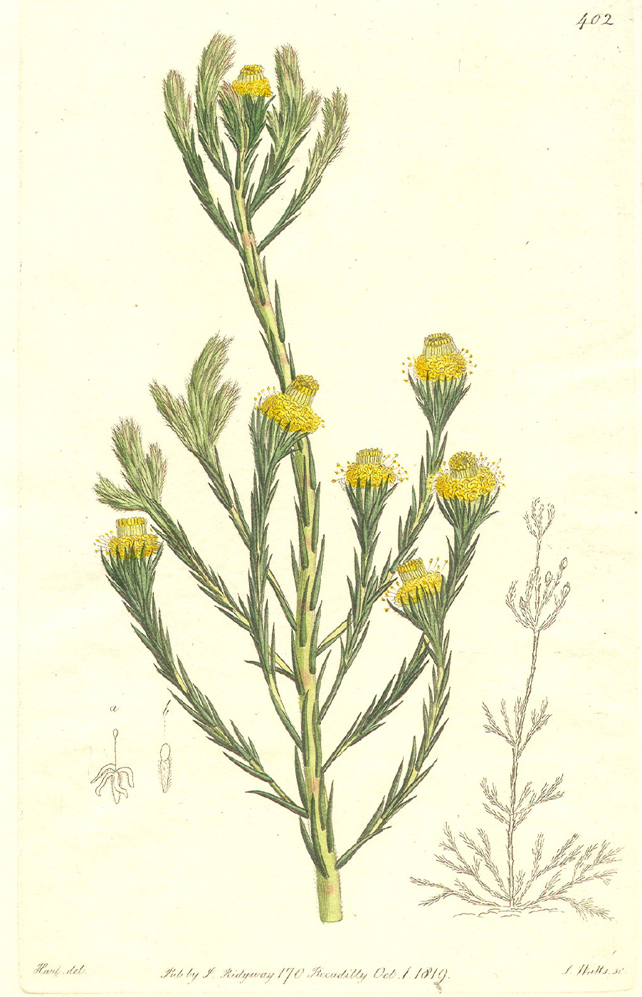 Proteaceae Leucadendron corymbosum