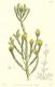 image of Leucadendron corymbosum