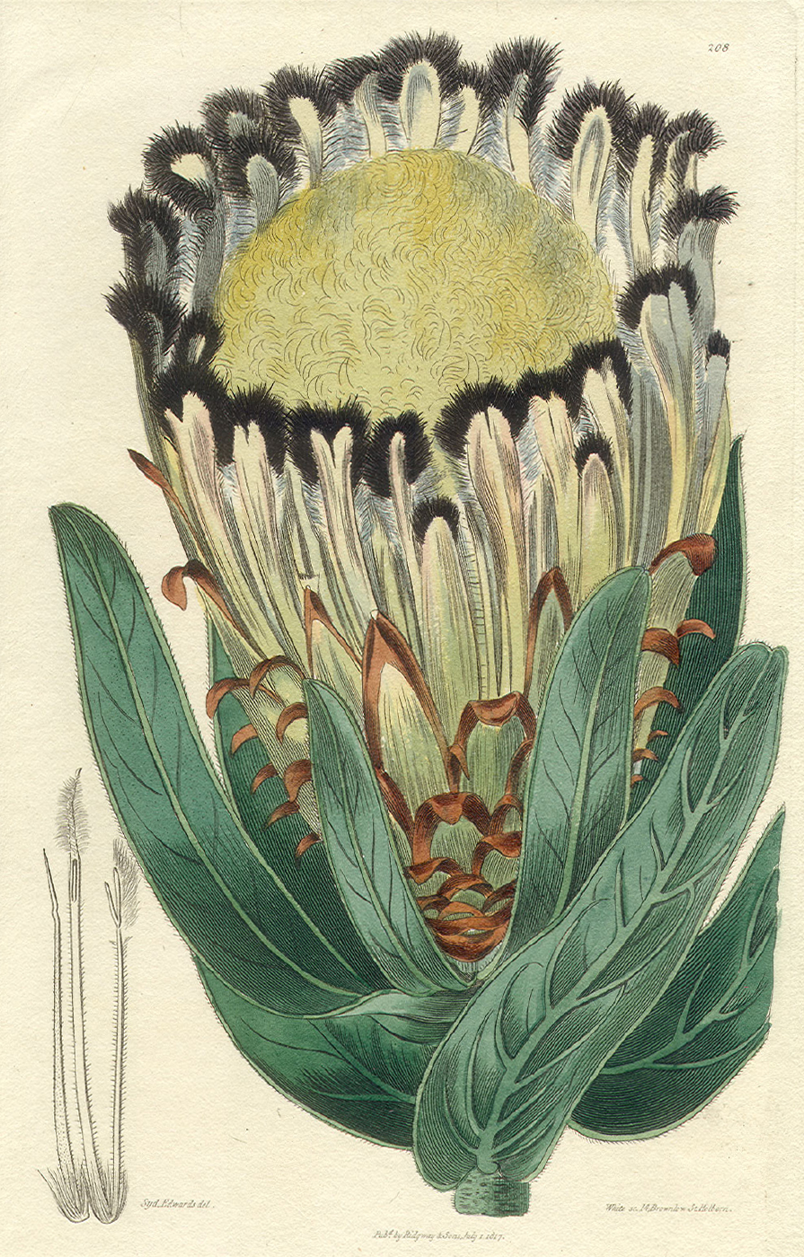 Proteaceae Protea neriifolia