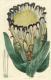 image of Protea neriifolia