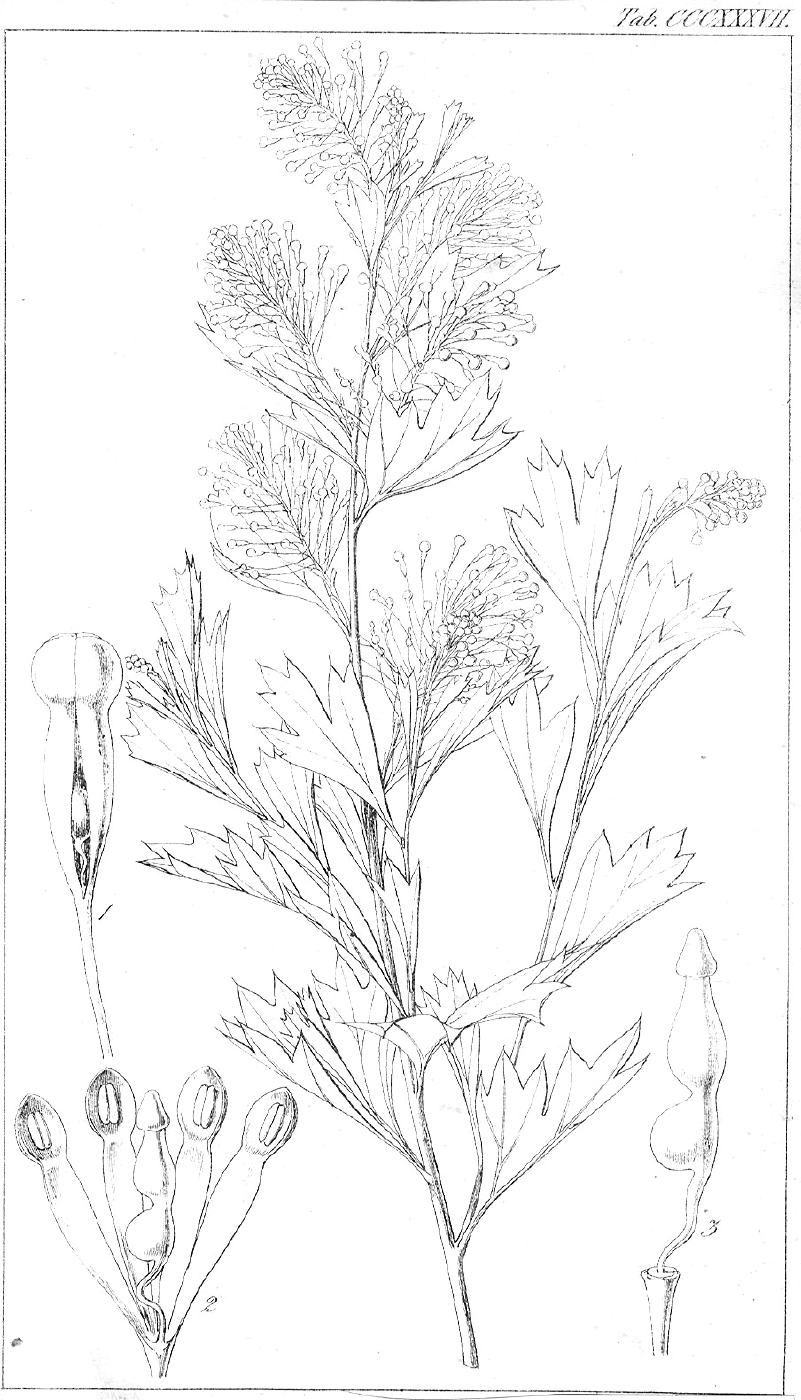 Proteaceae Grevillea manglesii