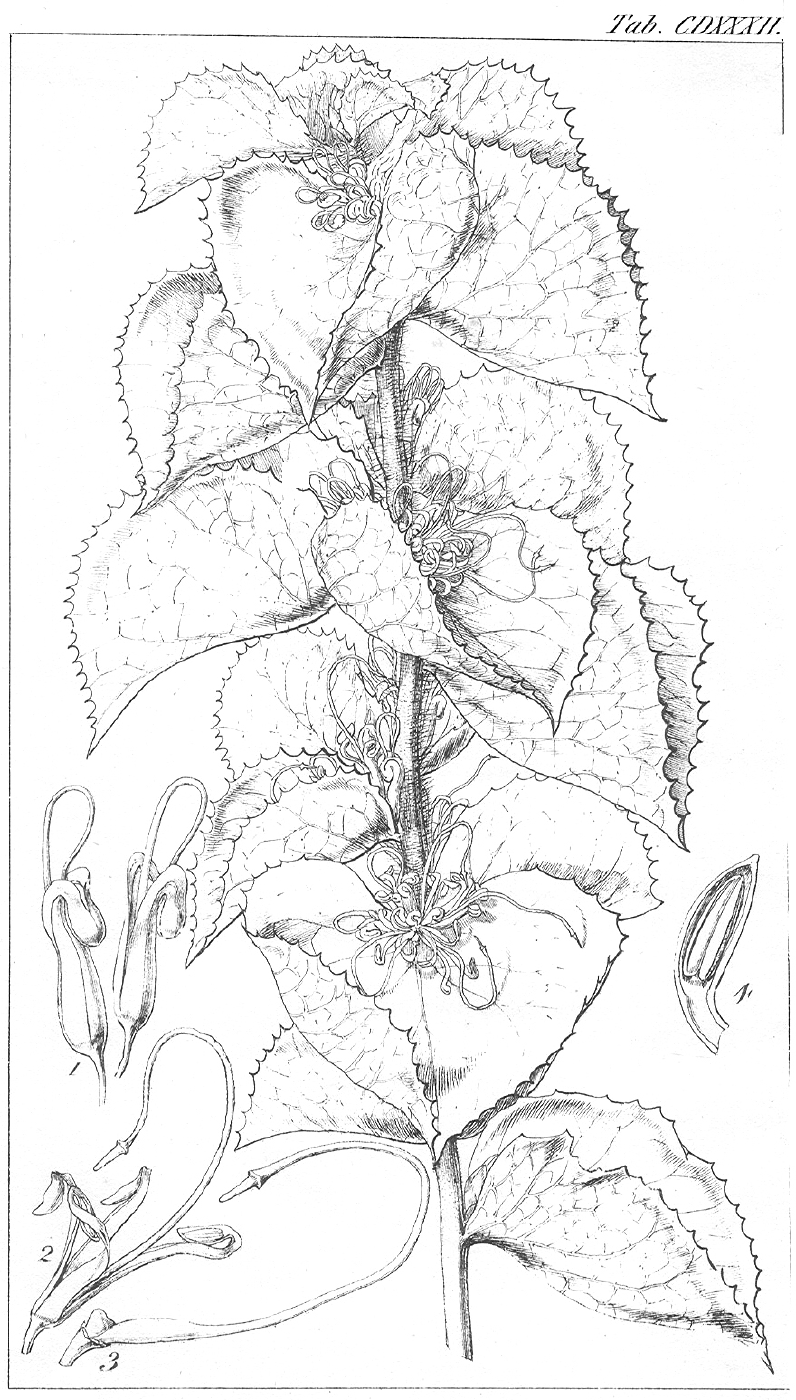 Proteaceae Hakea conchifolia