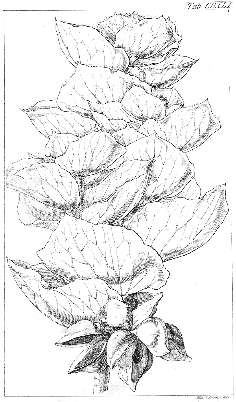 Proteaceae Hakea cucullata