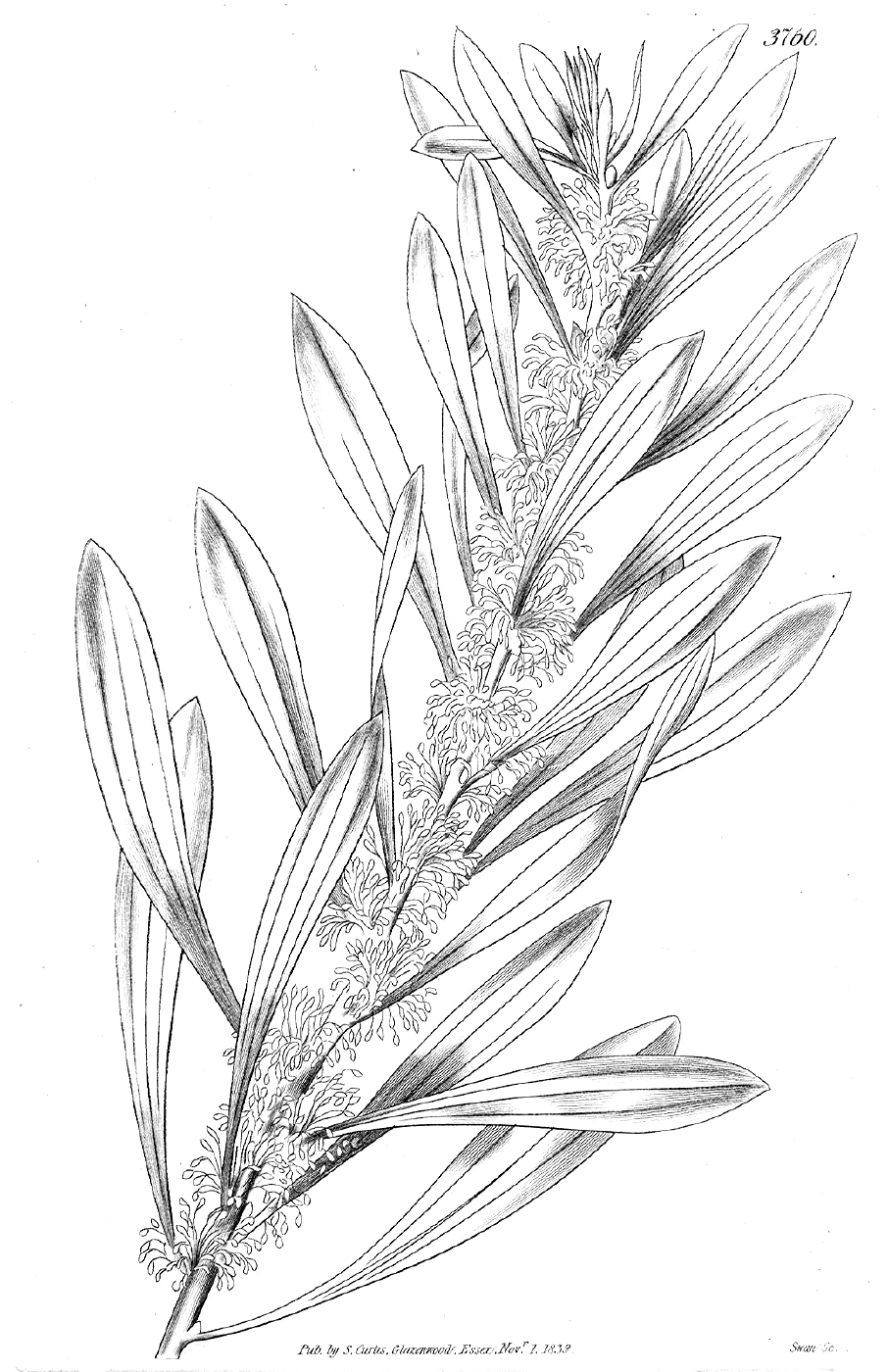 Proteaceae Hakea dactyloides