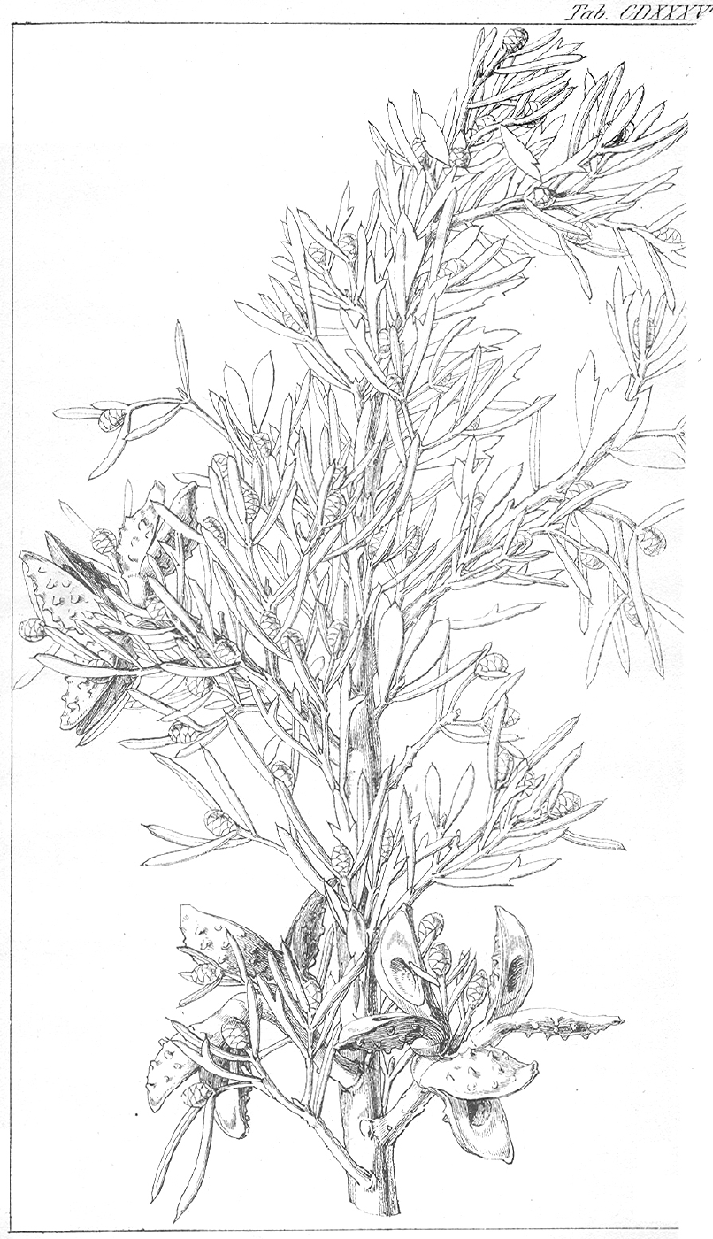 Proteaceae Hakea heterophylla