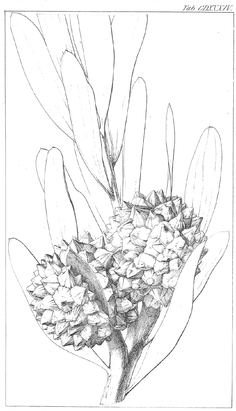 Proteaceae Hakea pandanicarpa
