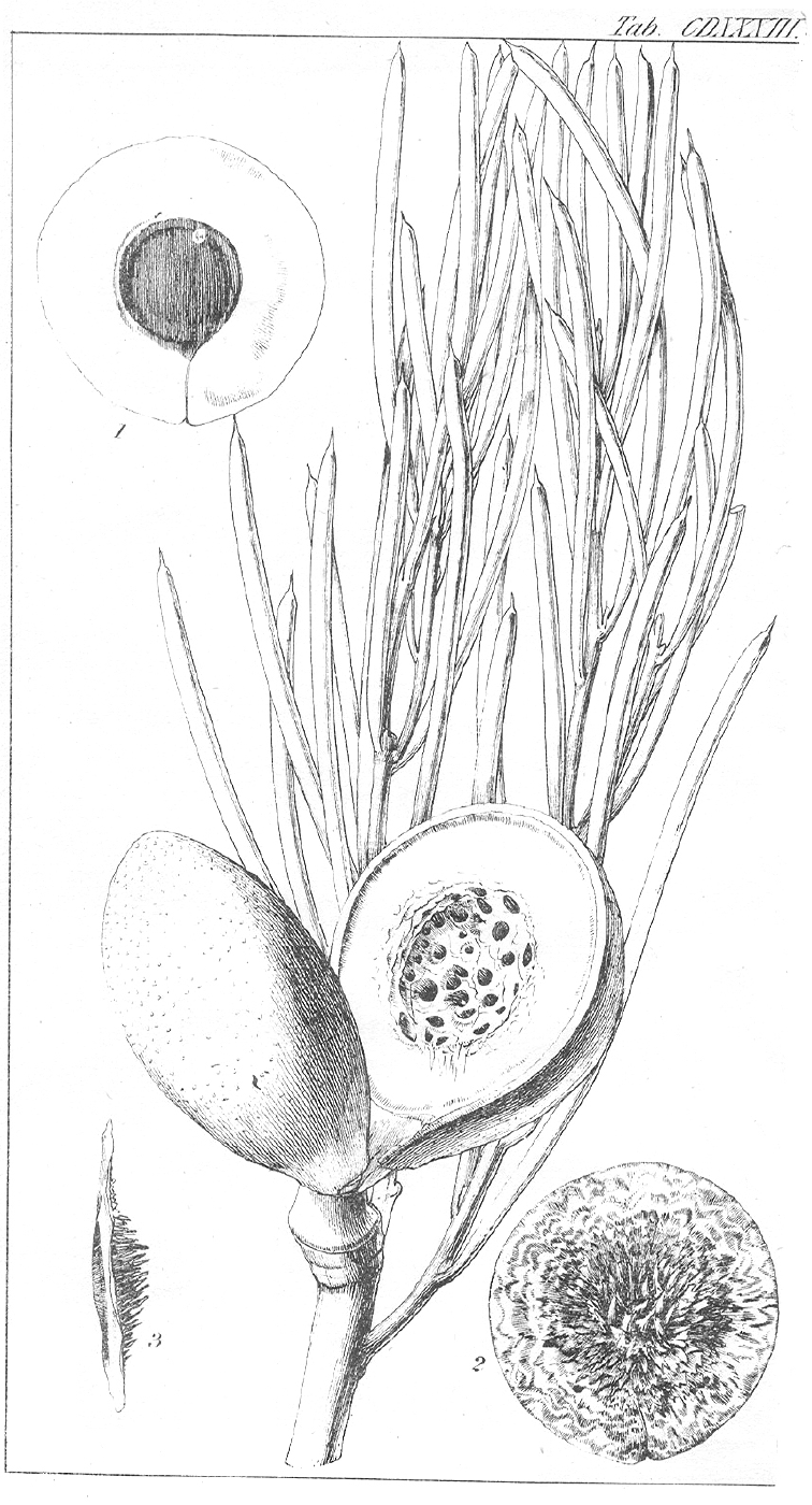 Proteaceae Hakea platysperma