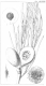 image of Hakea platysperma